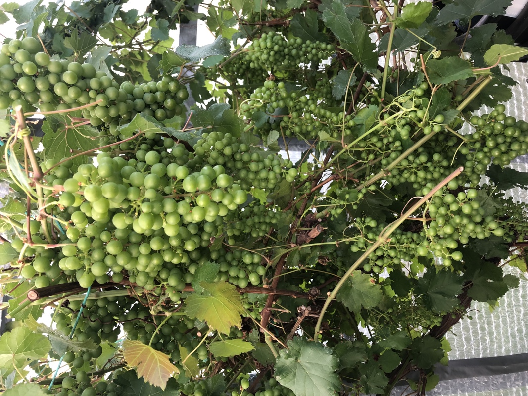 Grapes galore