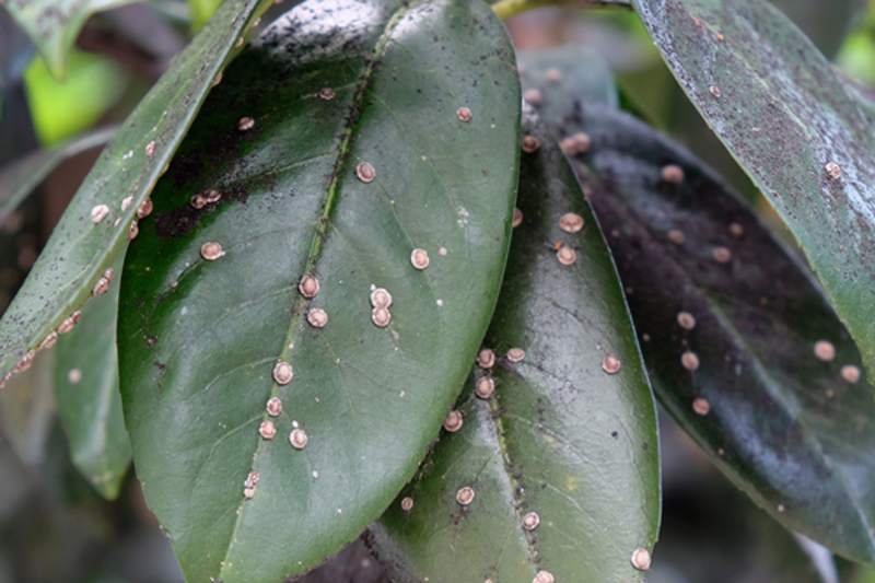 Chinese Wax Scale (Ceroplastes sinensis)