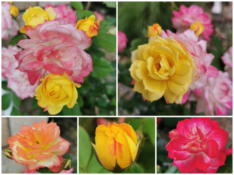 February Spa Roses February Roses!