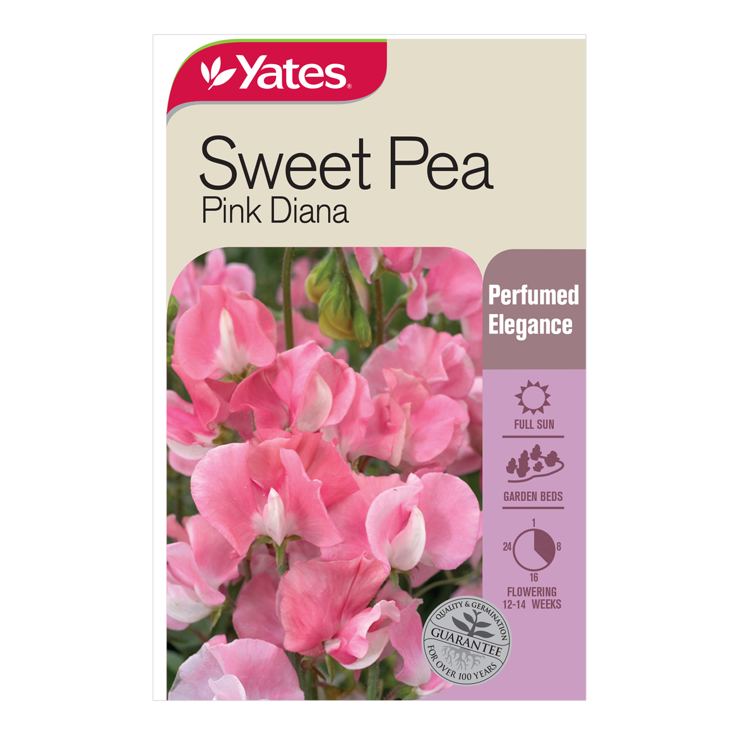 Sweet Pea 'Pink Diana'