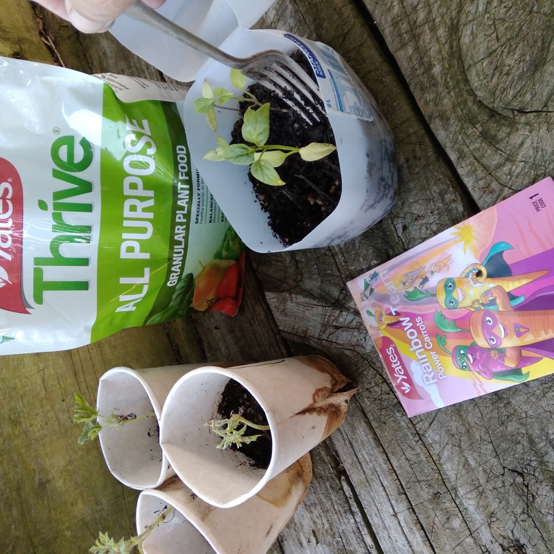 Sowing a rainbow! Belated Happy New Year ( or early Happy New Year if you are Chinese!