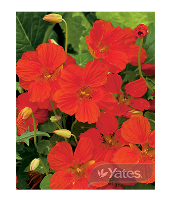 Nasturtium Cherry Rose Product