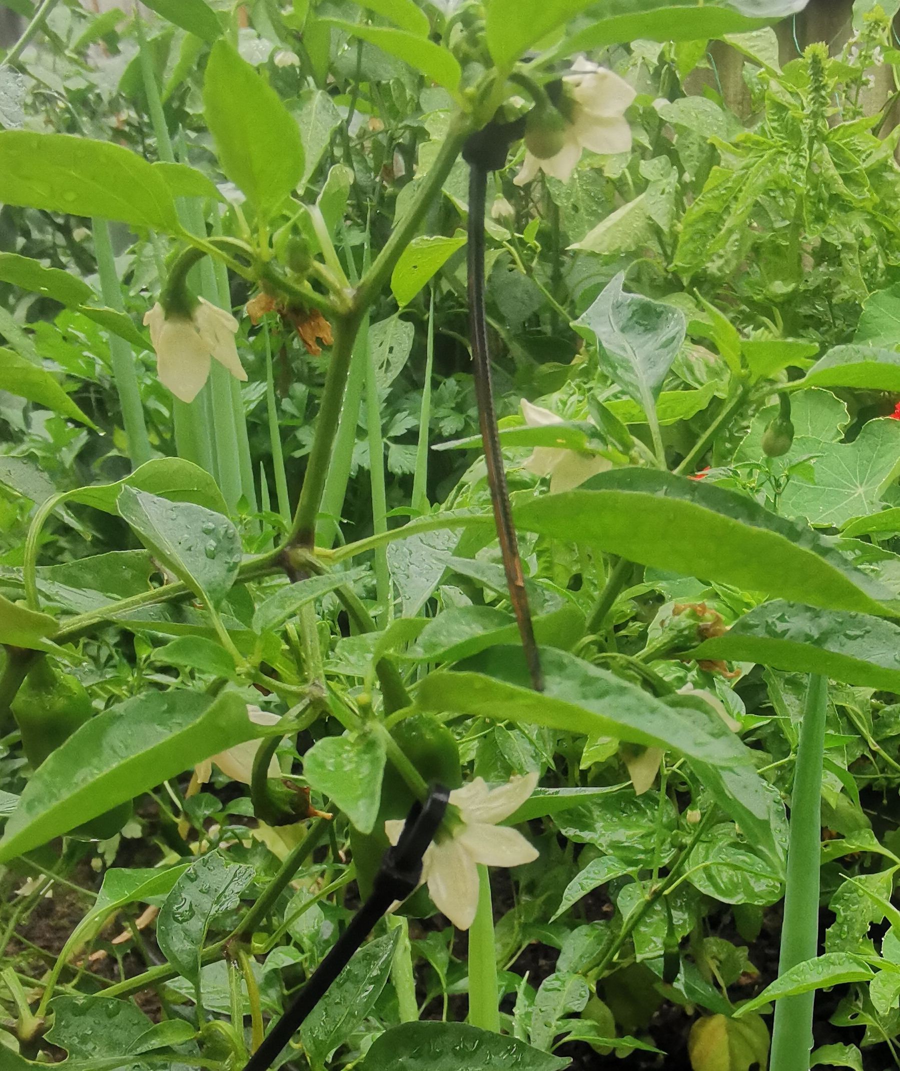  Shishito Observations. 