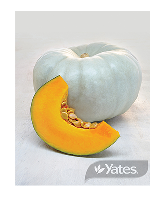 Pumpkin Hybrid Grey Crown Product