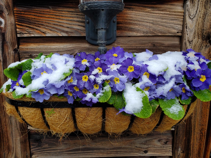 Springtime is apparently here!