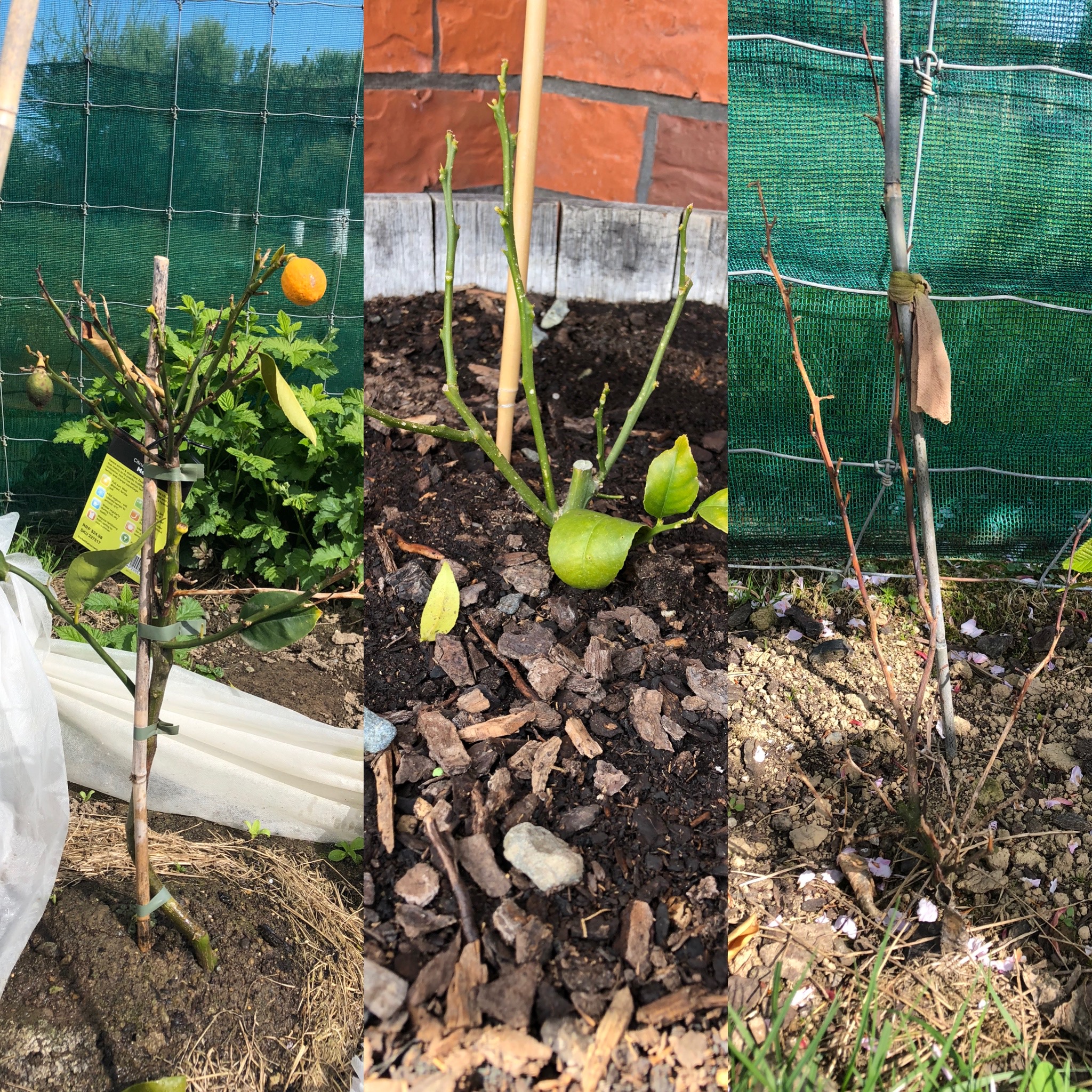 Oh wise ones, can I save my citrus trees?!