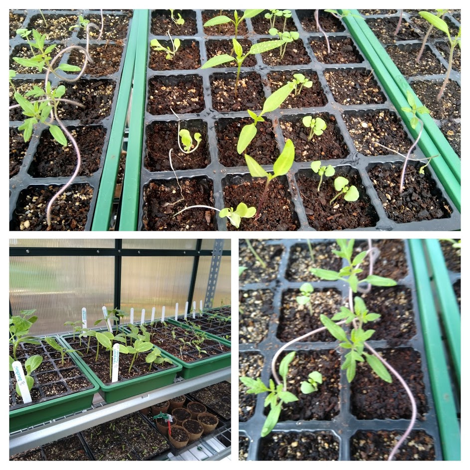 Some like it hot…. and clearly some do not!