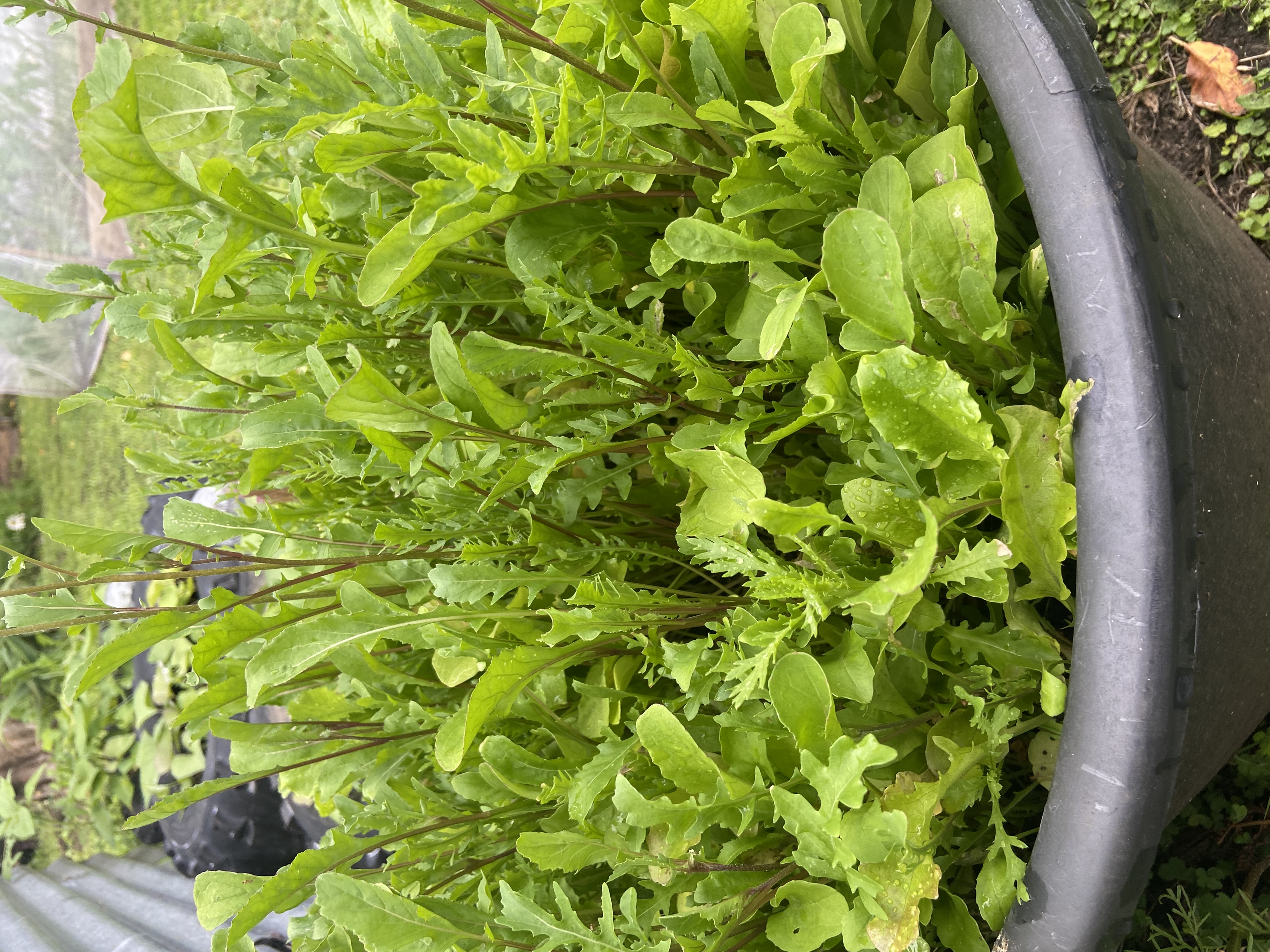 A Bucketful of greens