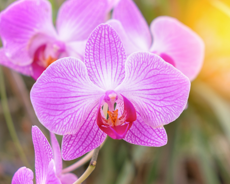 All About Orchids