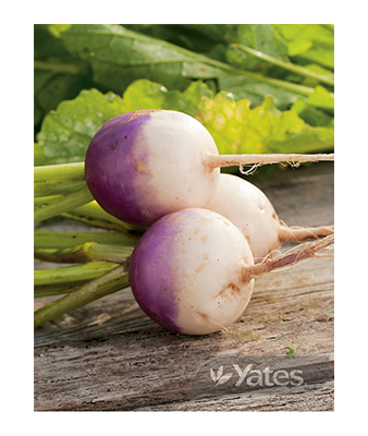 Turnip Purple Top White Globe Product