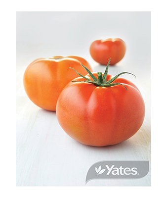 Tomato Big Beef Product