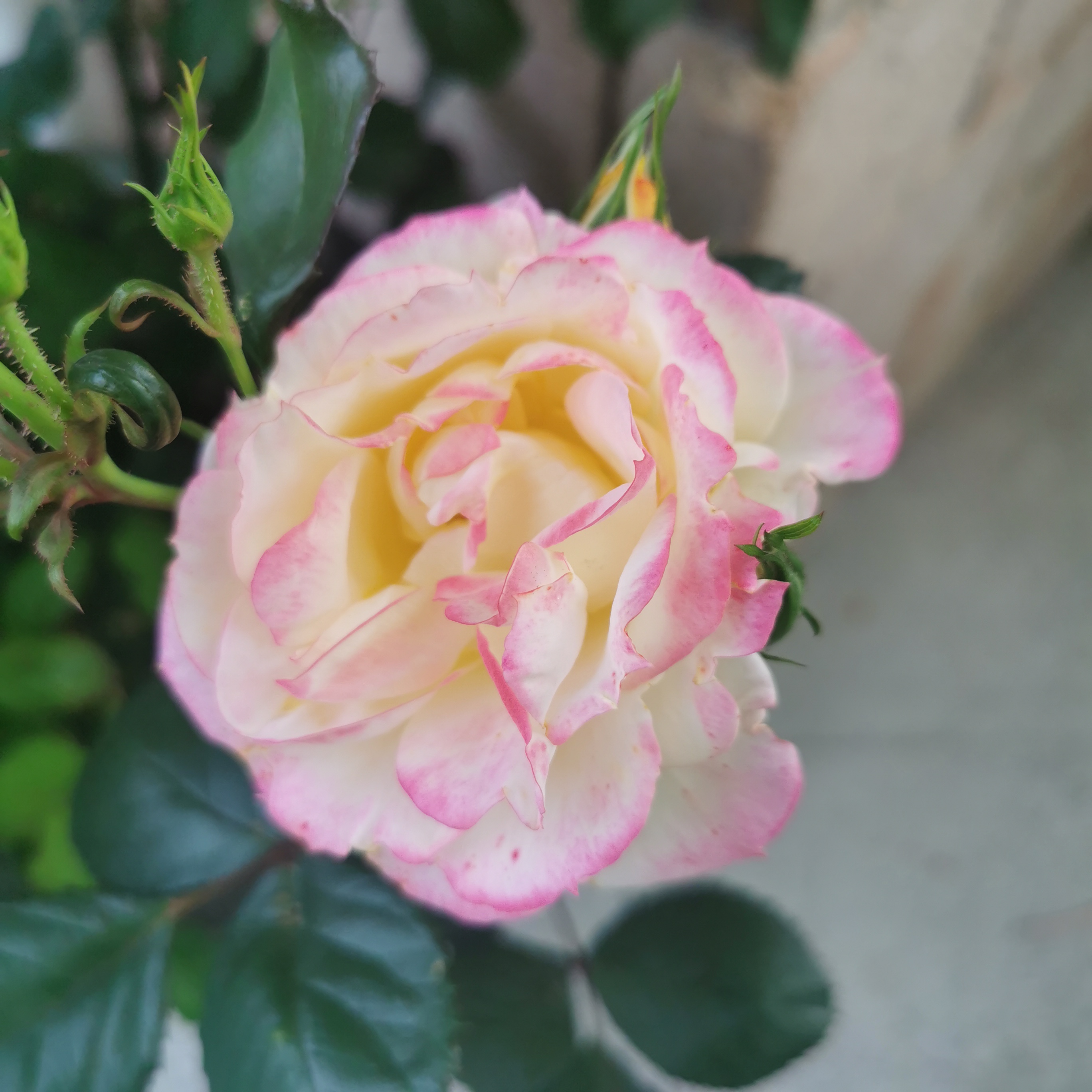 Chamelion changes itvs colour 3