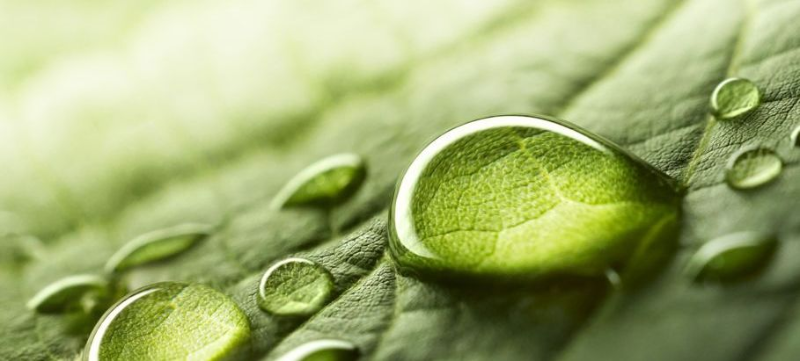 common-problems-lipstick-plant-5