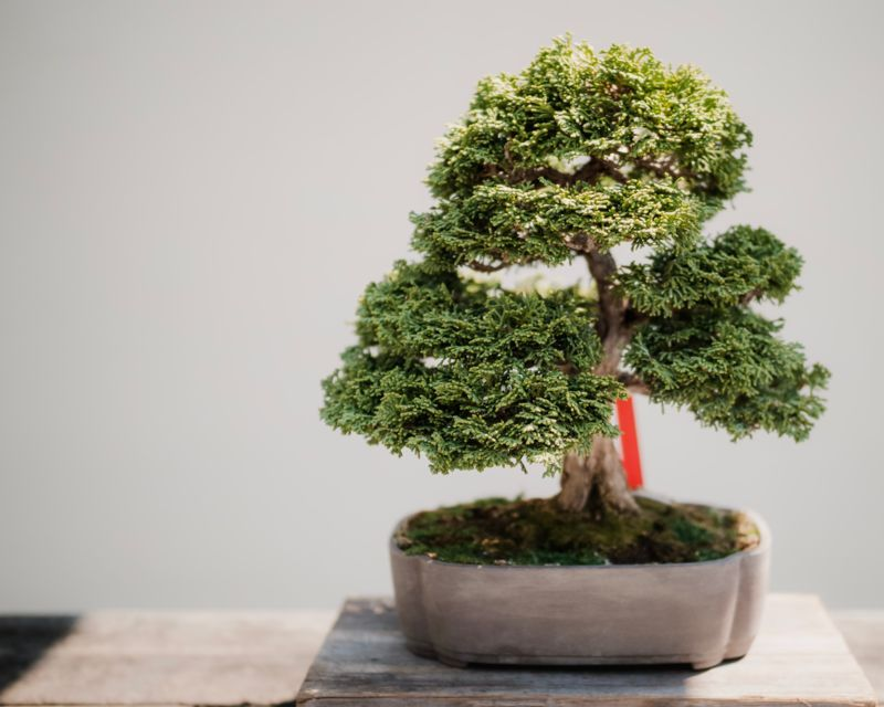organischer bonsai dünger ProviPlant Bonsai-Dünger: Für Indoor- & Outdoor Bonsai-Bäume