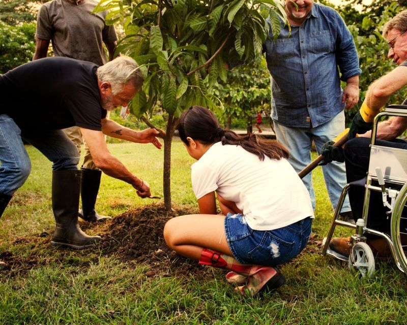 Autumn is the season for moving plants