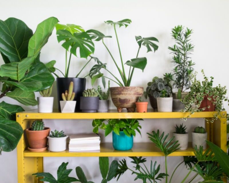 Indoor Plants
