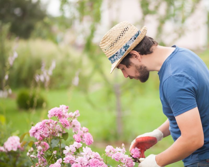 Essential tasks for the winter garden