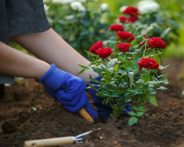 How to grow roses in the garden | Yates