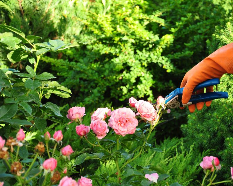 How to prune your roses