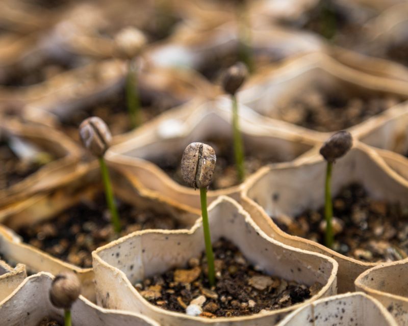 Yates Seeds: Are they Genetically Modified?