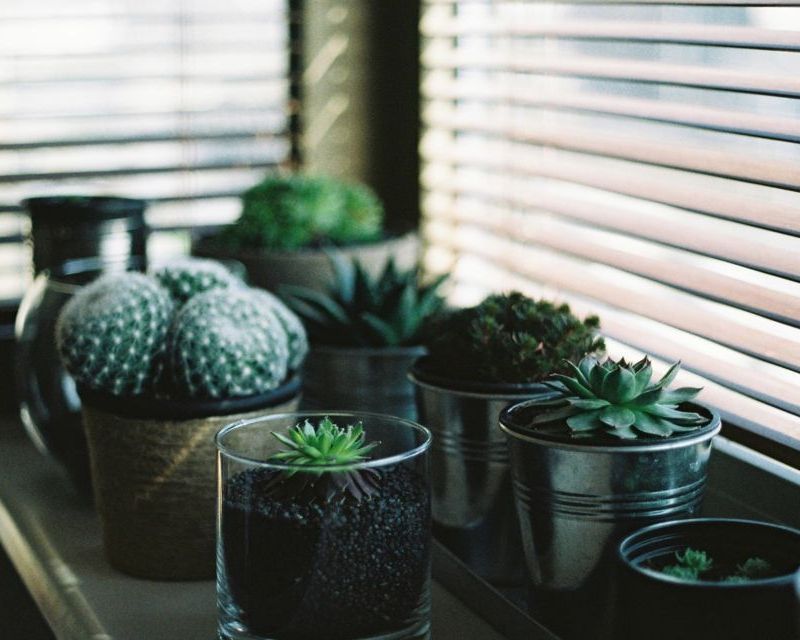 secrets-to-growing-succulents-13