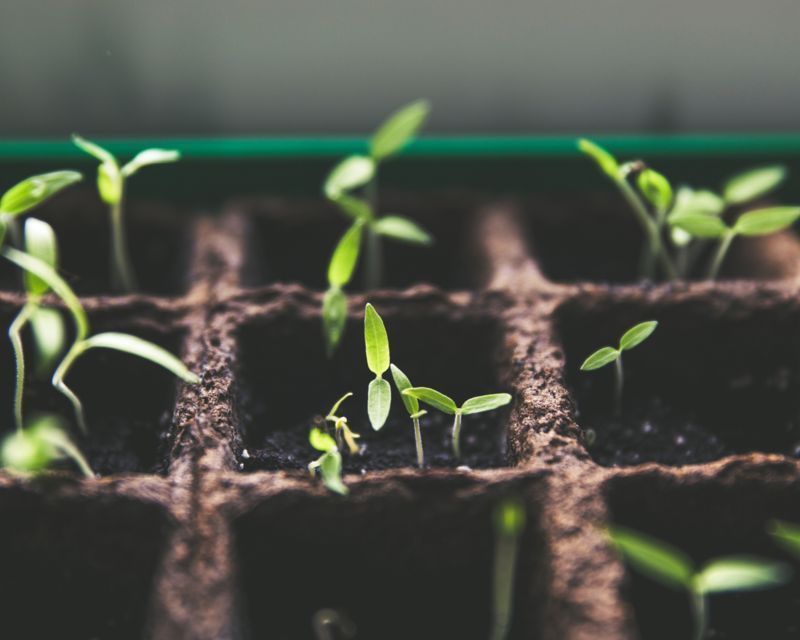 Sustainable Gardening