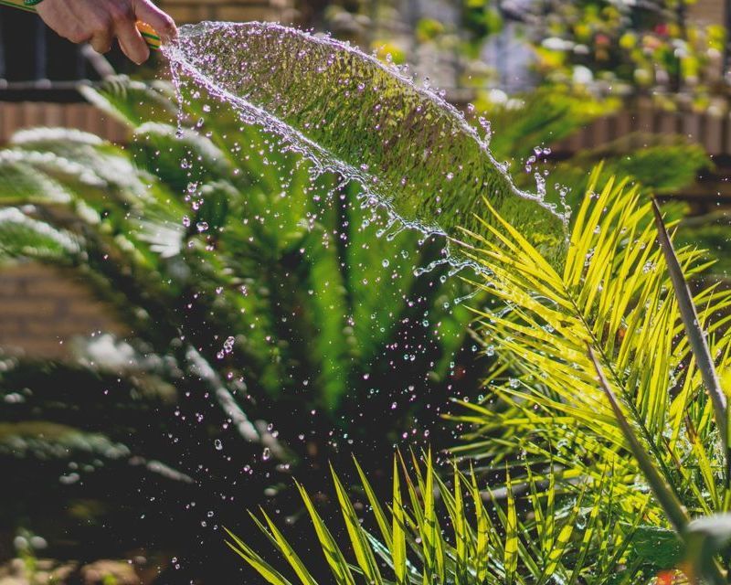 Top 5 Tips for minimising your water use in your garden