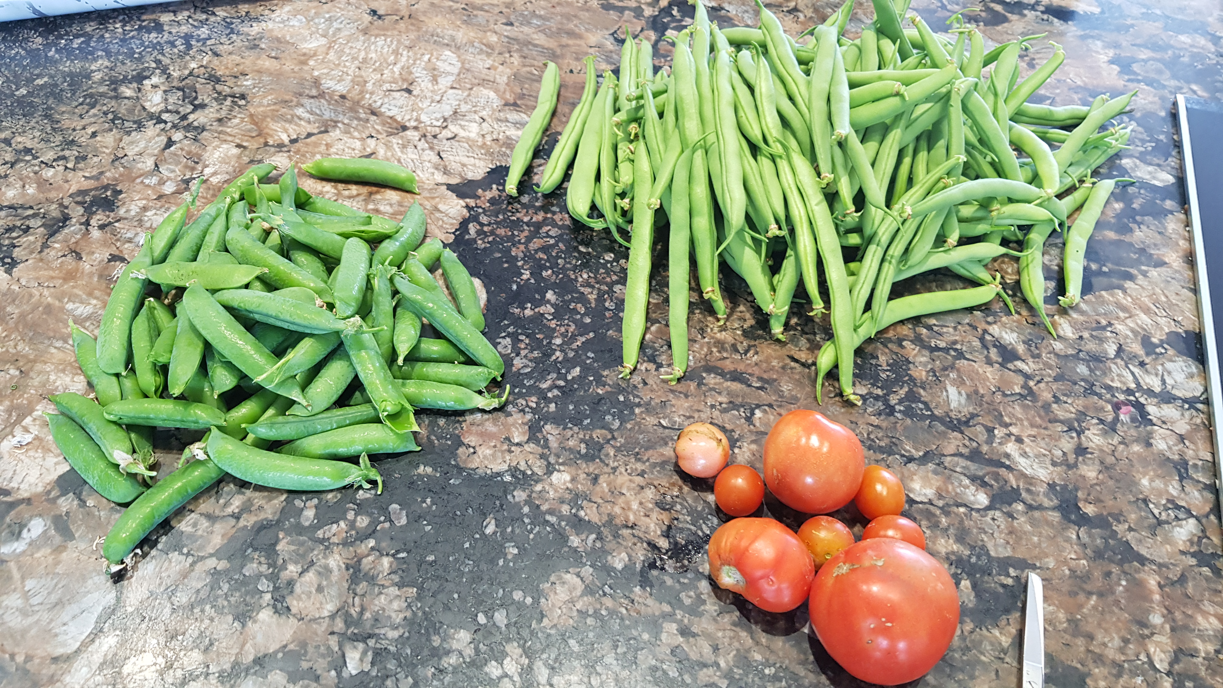 For the accidental gardeners