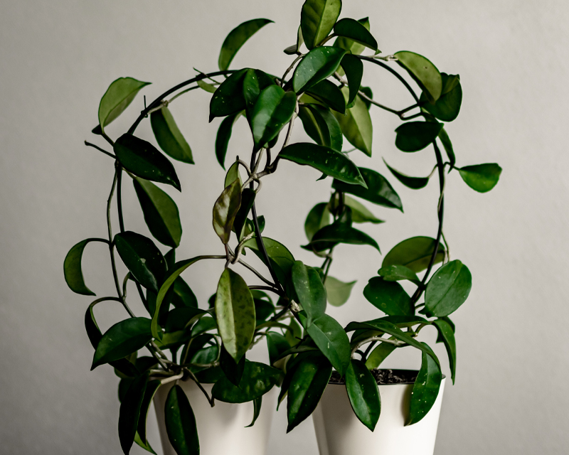 Hoya