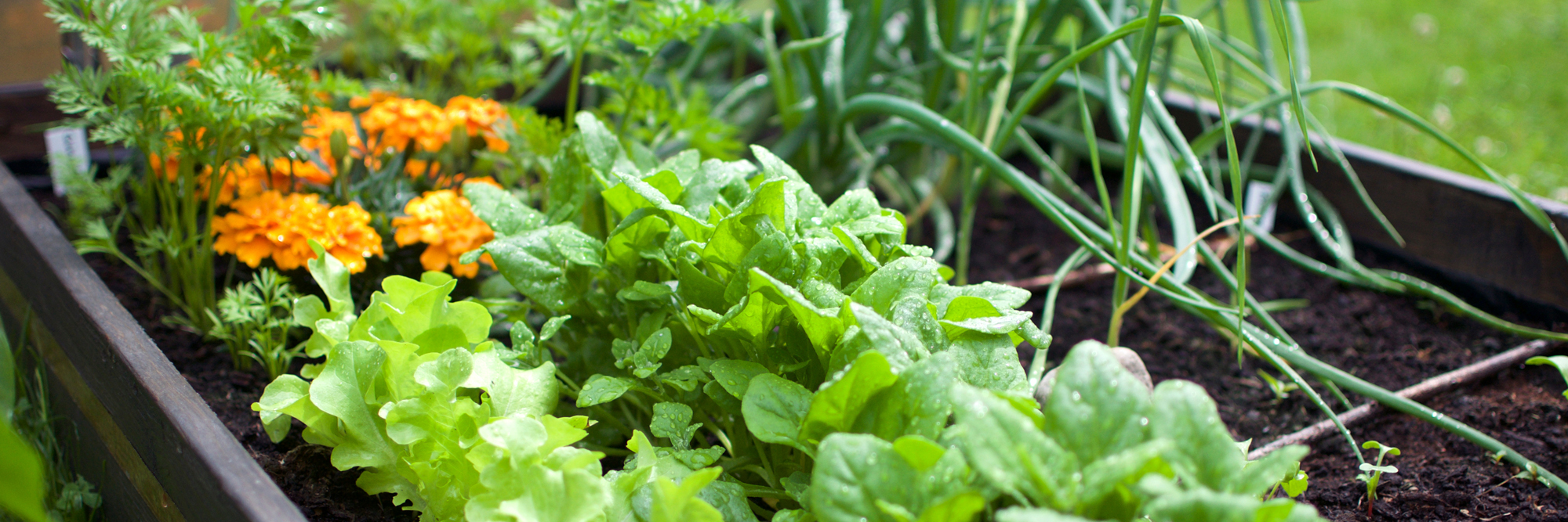 Yates 'Small Gardens' Seeds