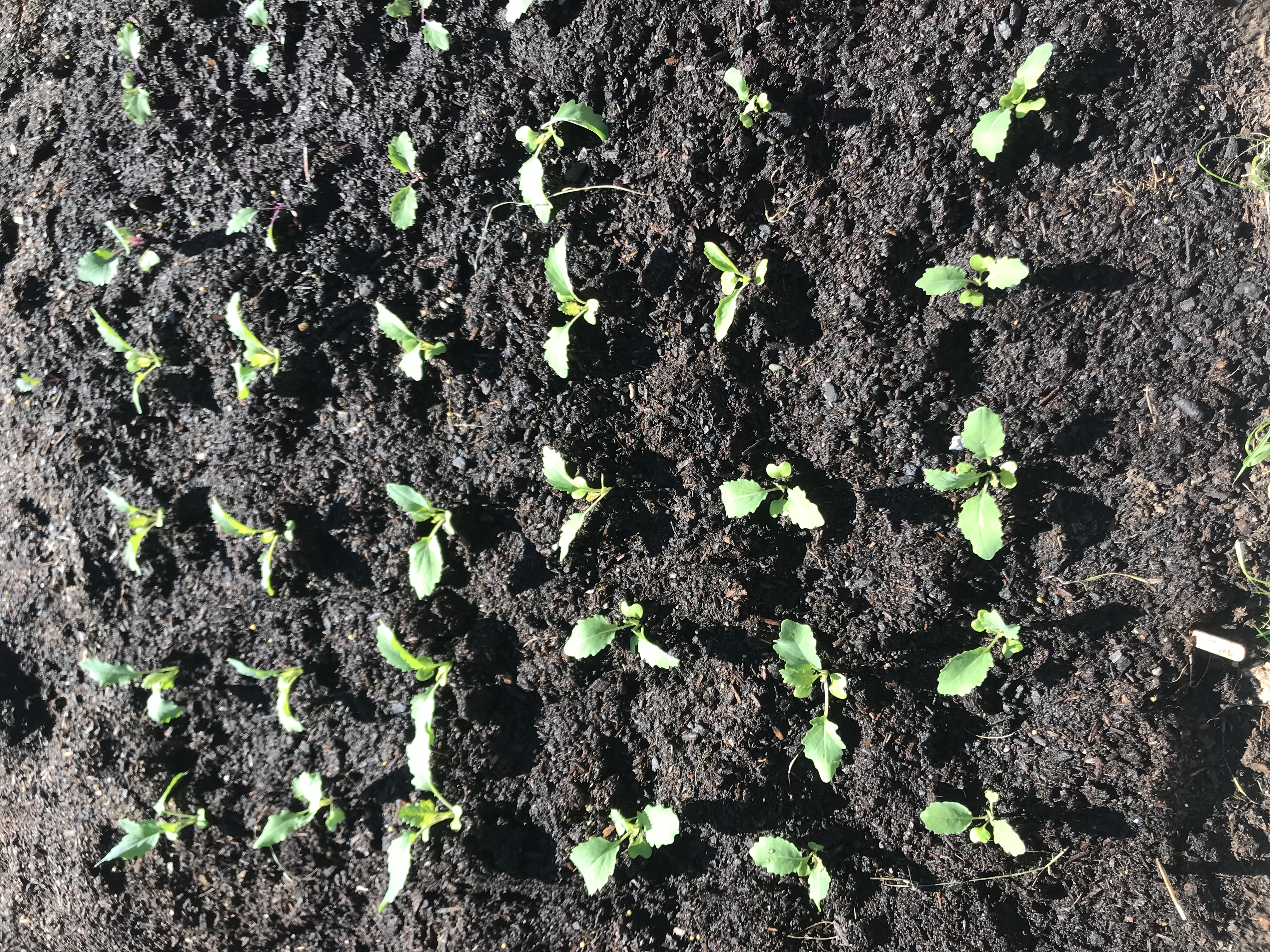 Starting to fill up the garden 