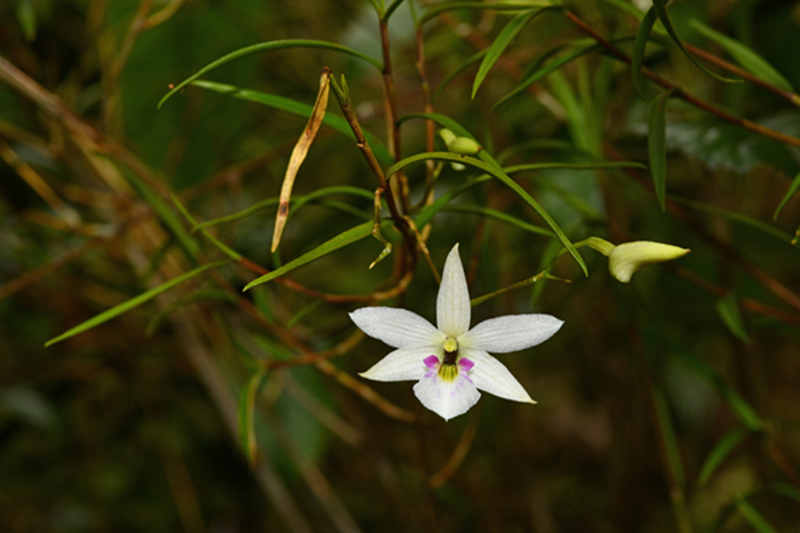 NZ Native Orchid, Winika Cunninghamii