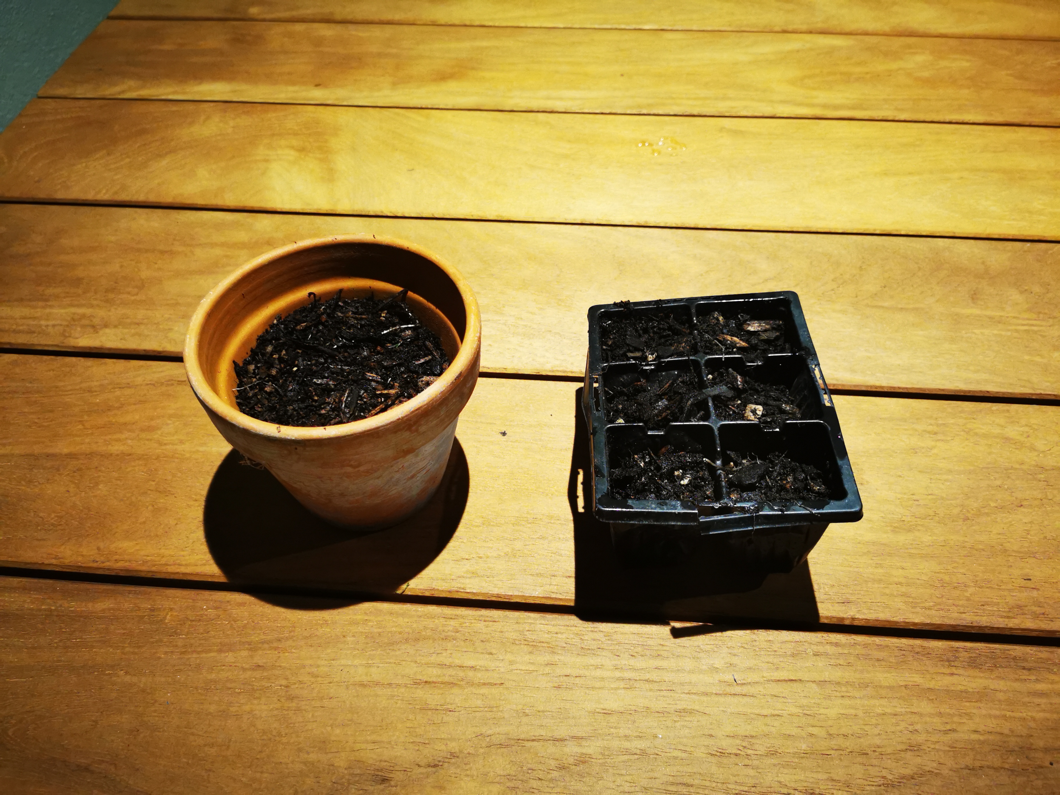 Carrot Growing Journey (The Seeds)