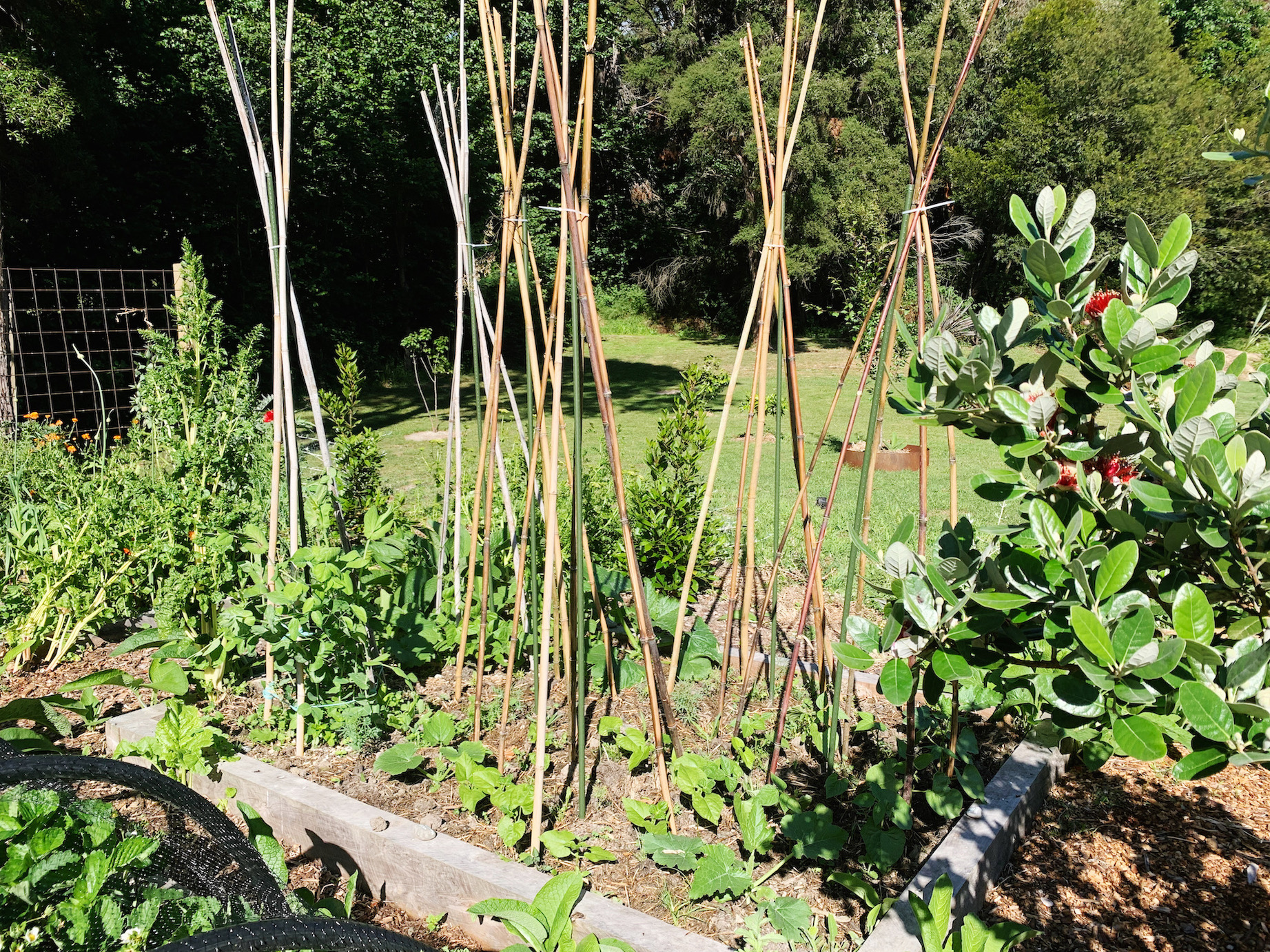 SPINACH & ZUCCHINI FRITTERS WITH BLACK BEAN SALSA