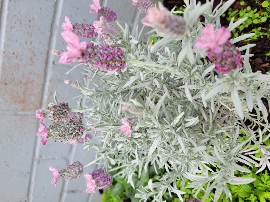 Flower garden