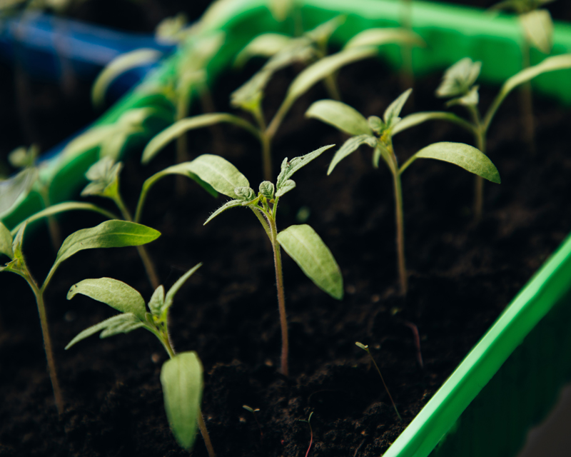 October Gardening - What to Do