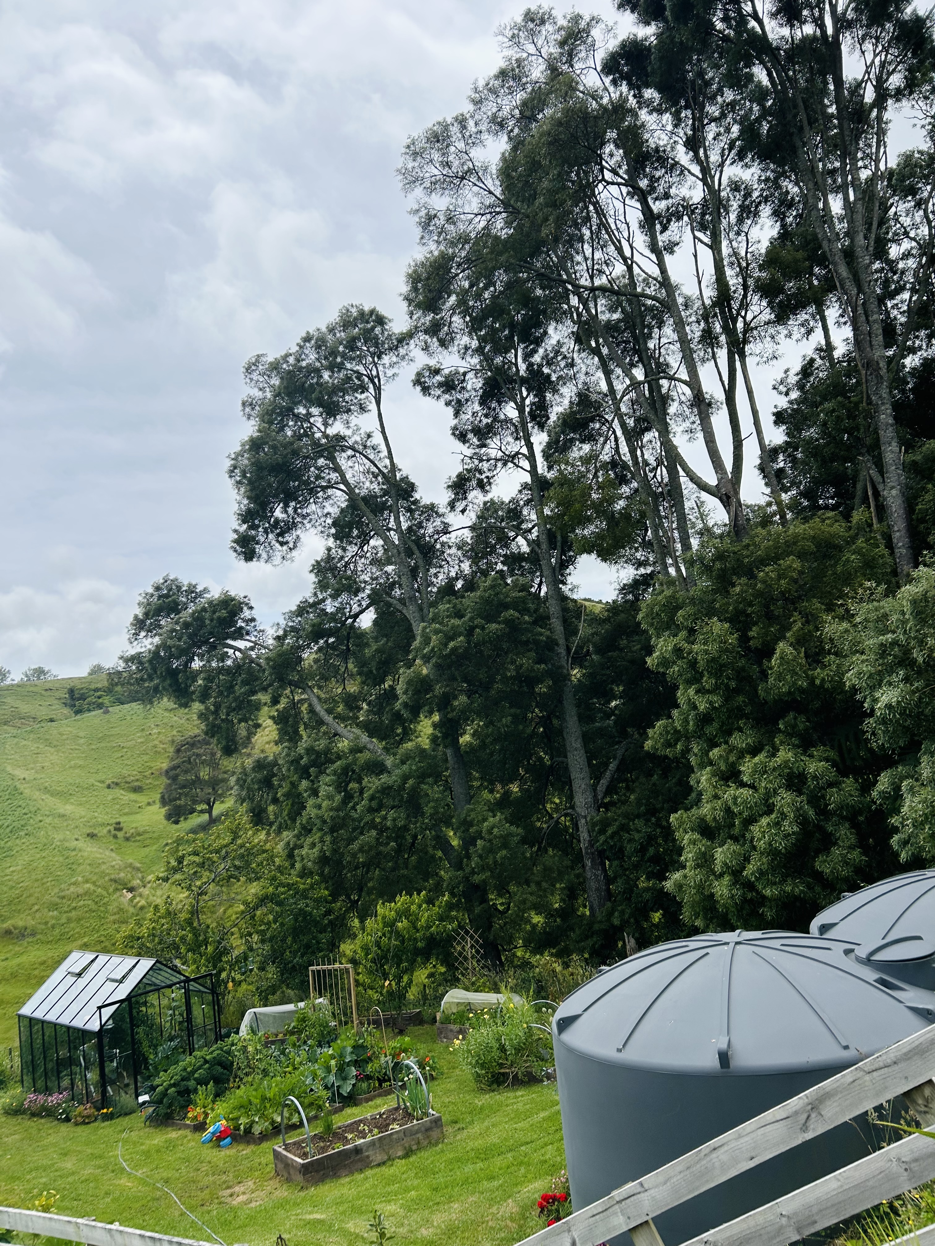 Tall trees and wind, no thanks