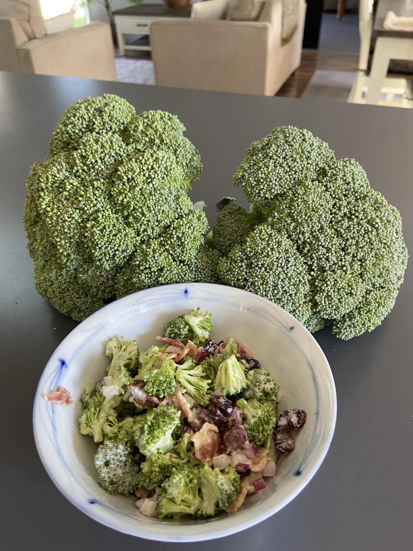 First of the Brassica