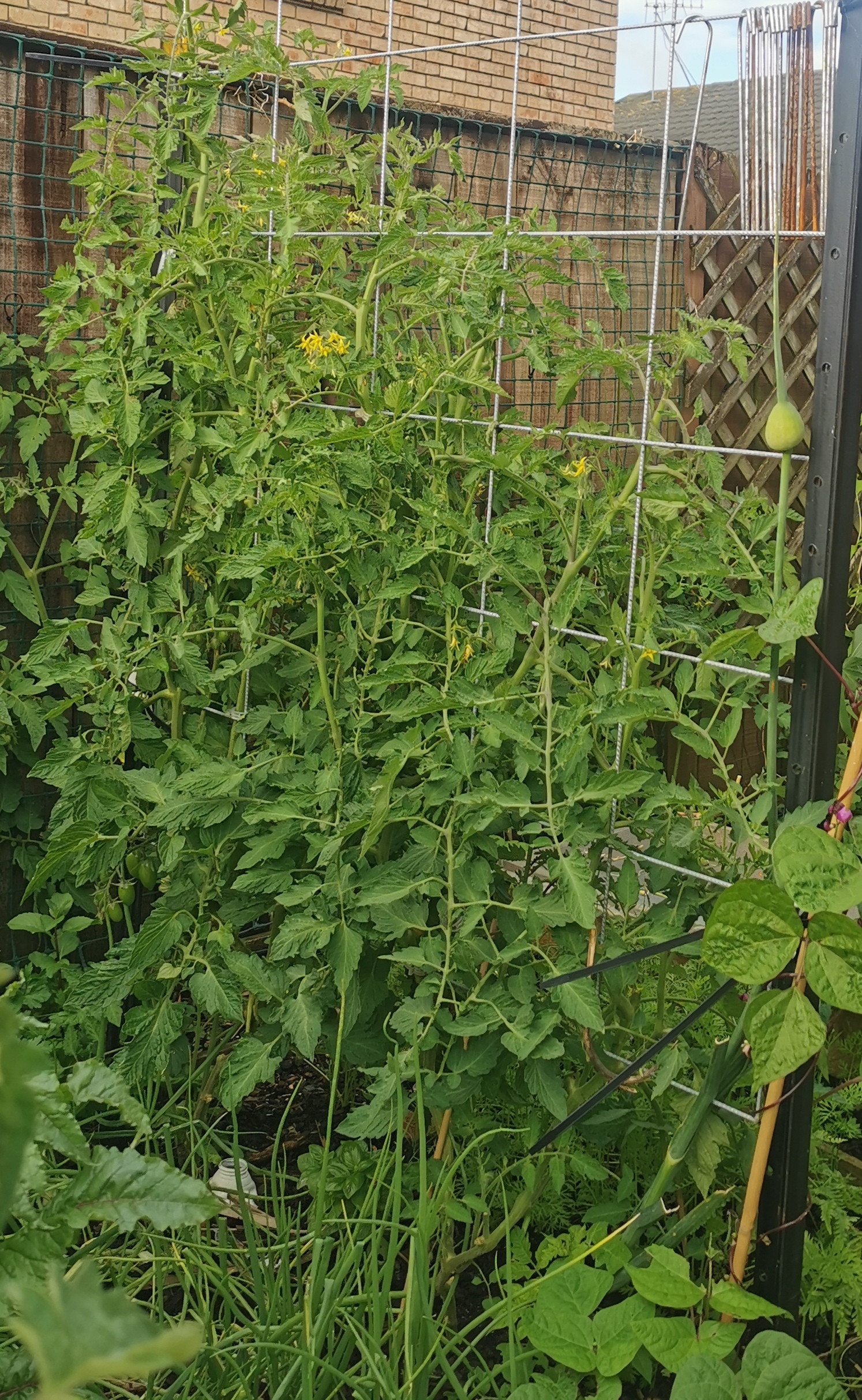  Artisan blush getting big! 