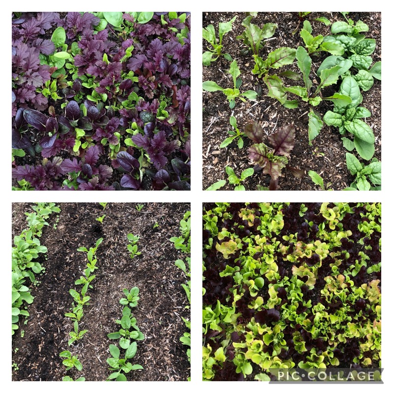 Salad garden going crazy!