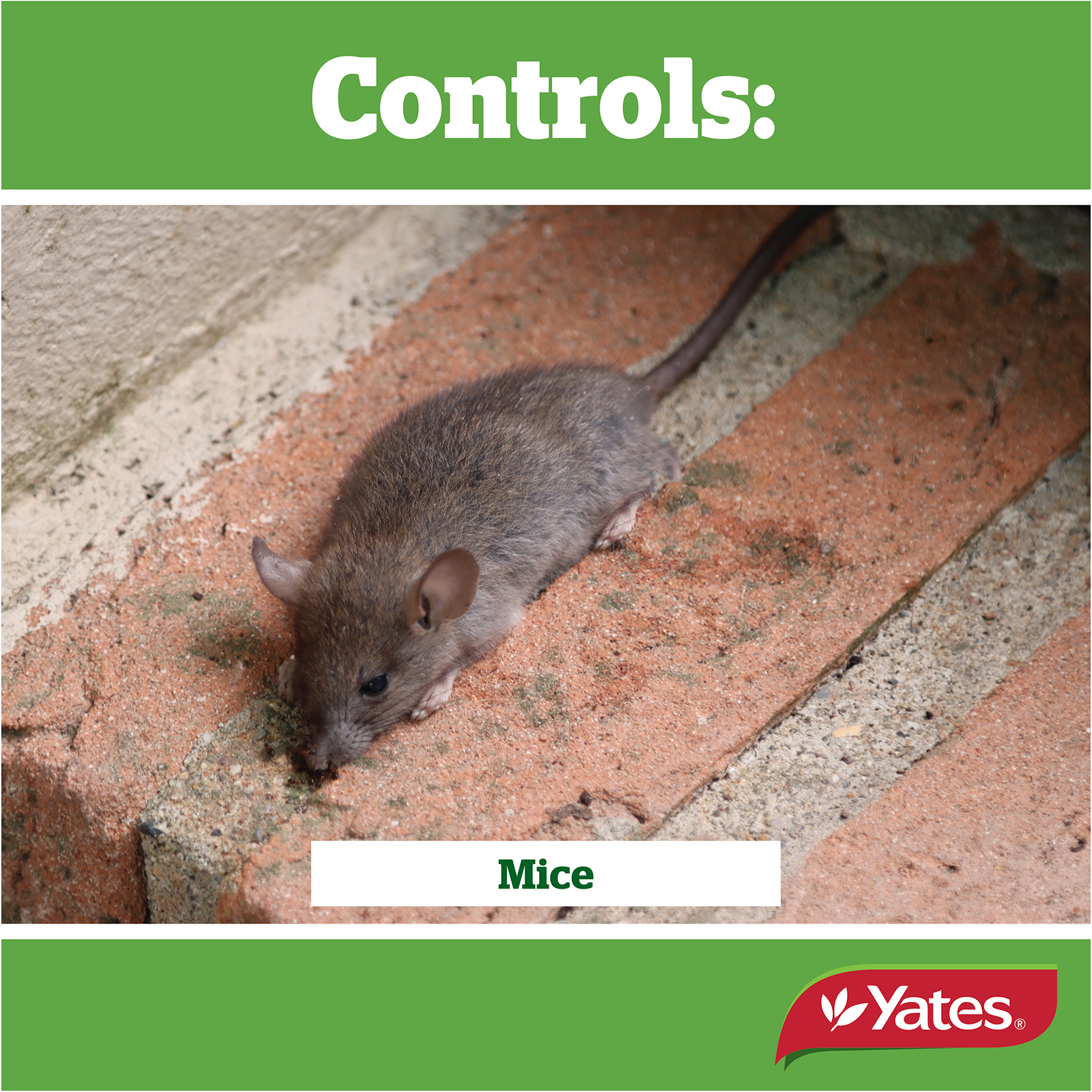 Yates Ratsak Disposable Bait Station V2 04