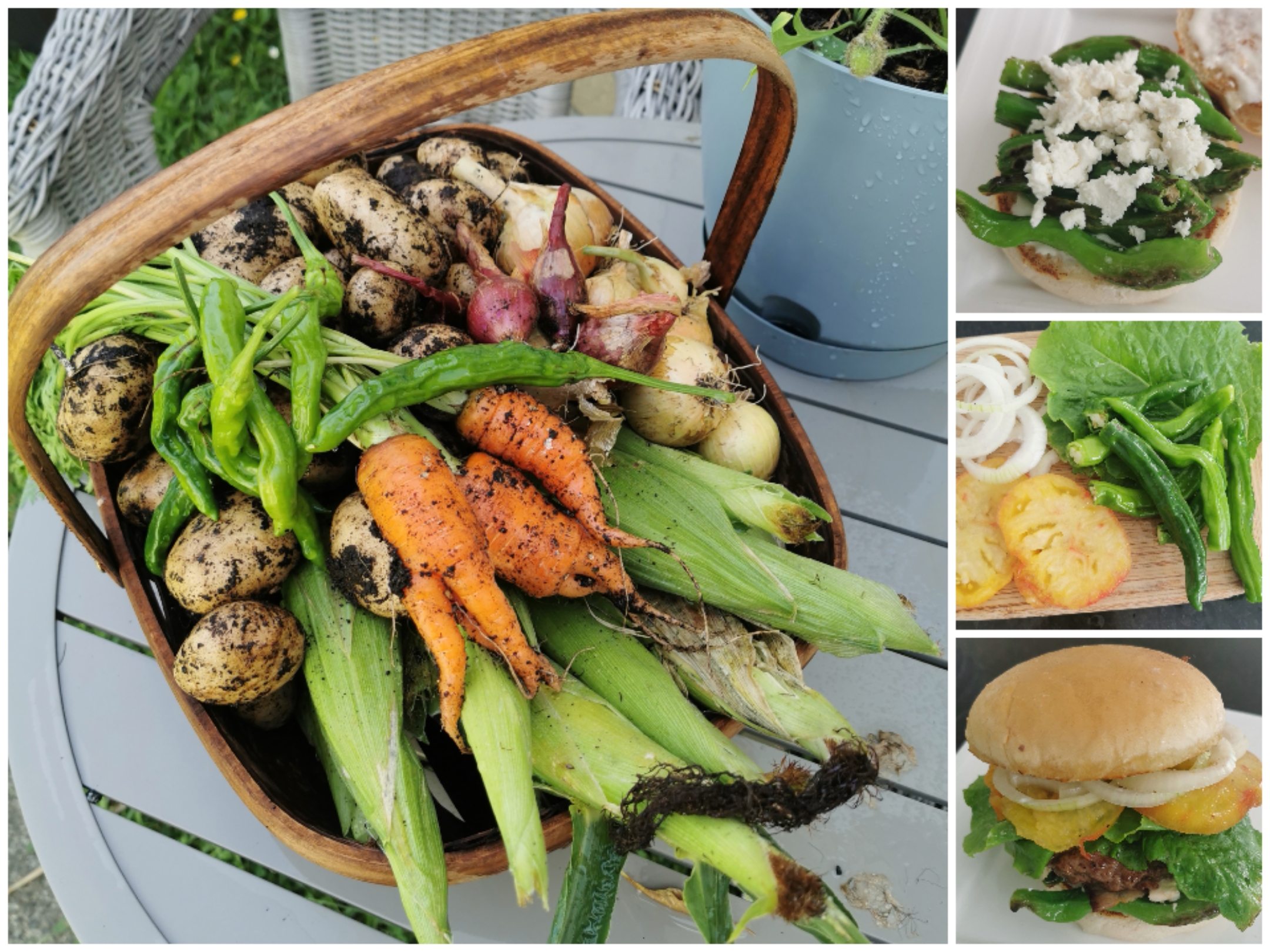 2024 First harvest and new Burger idea trial. 