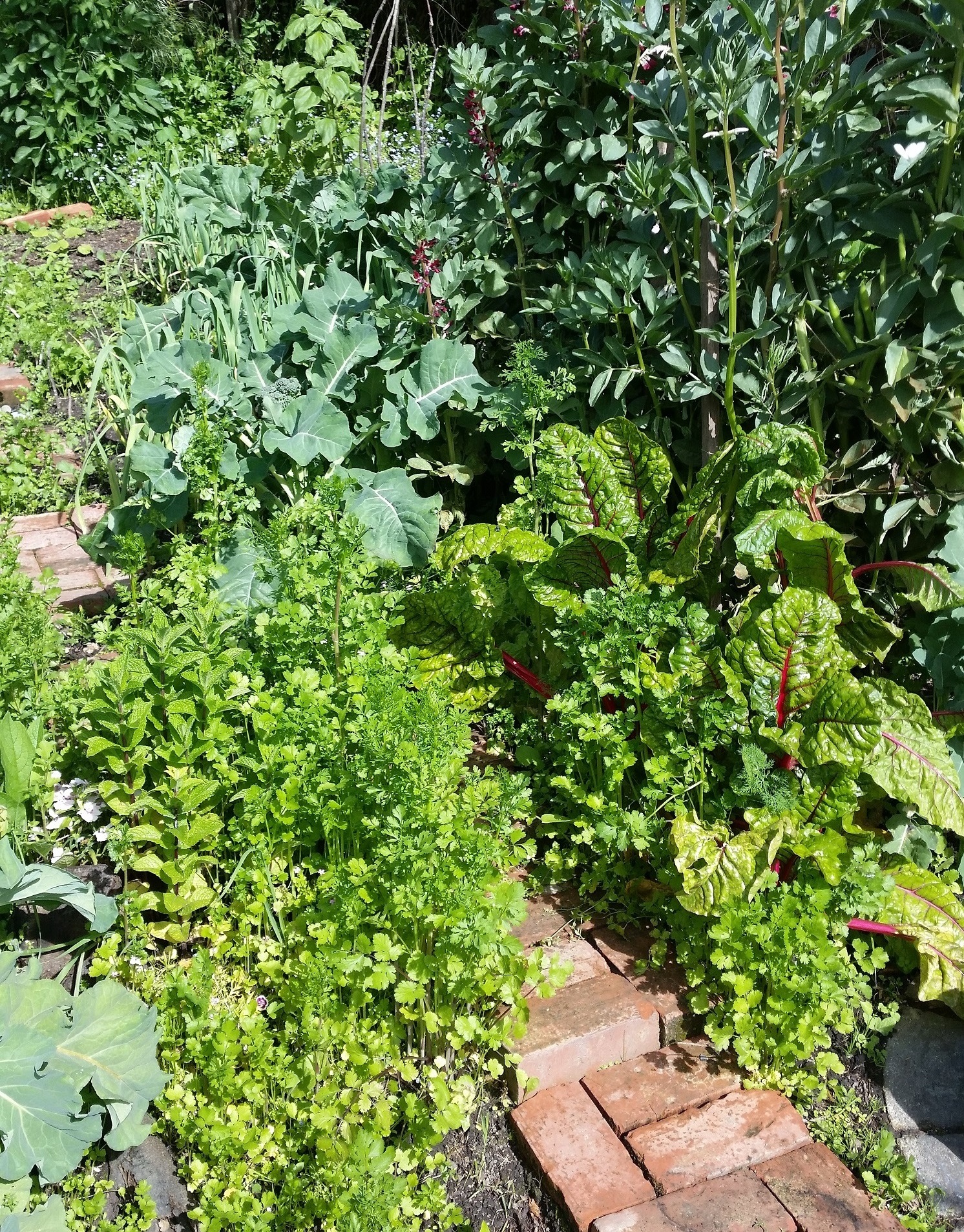 Some after-work gardening