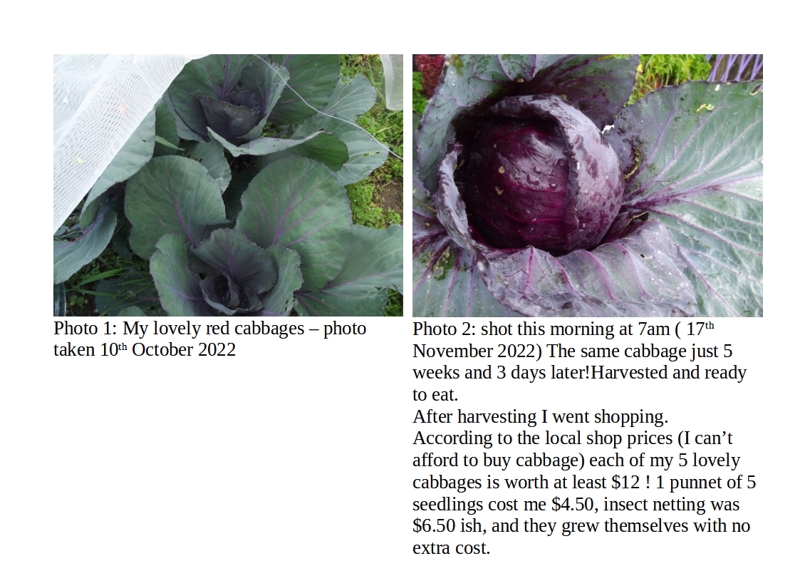 My spray free, organically grown 6.30am harvest!