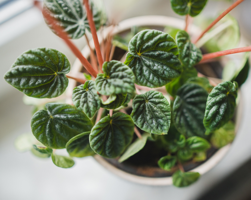 Peperomia