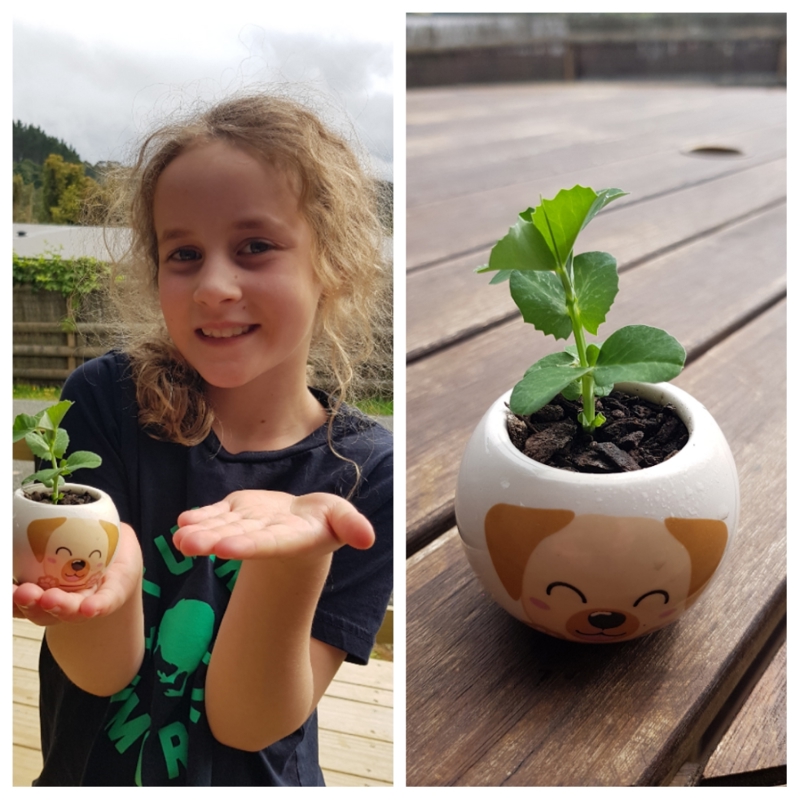Mystery Pea