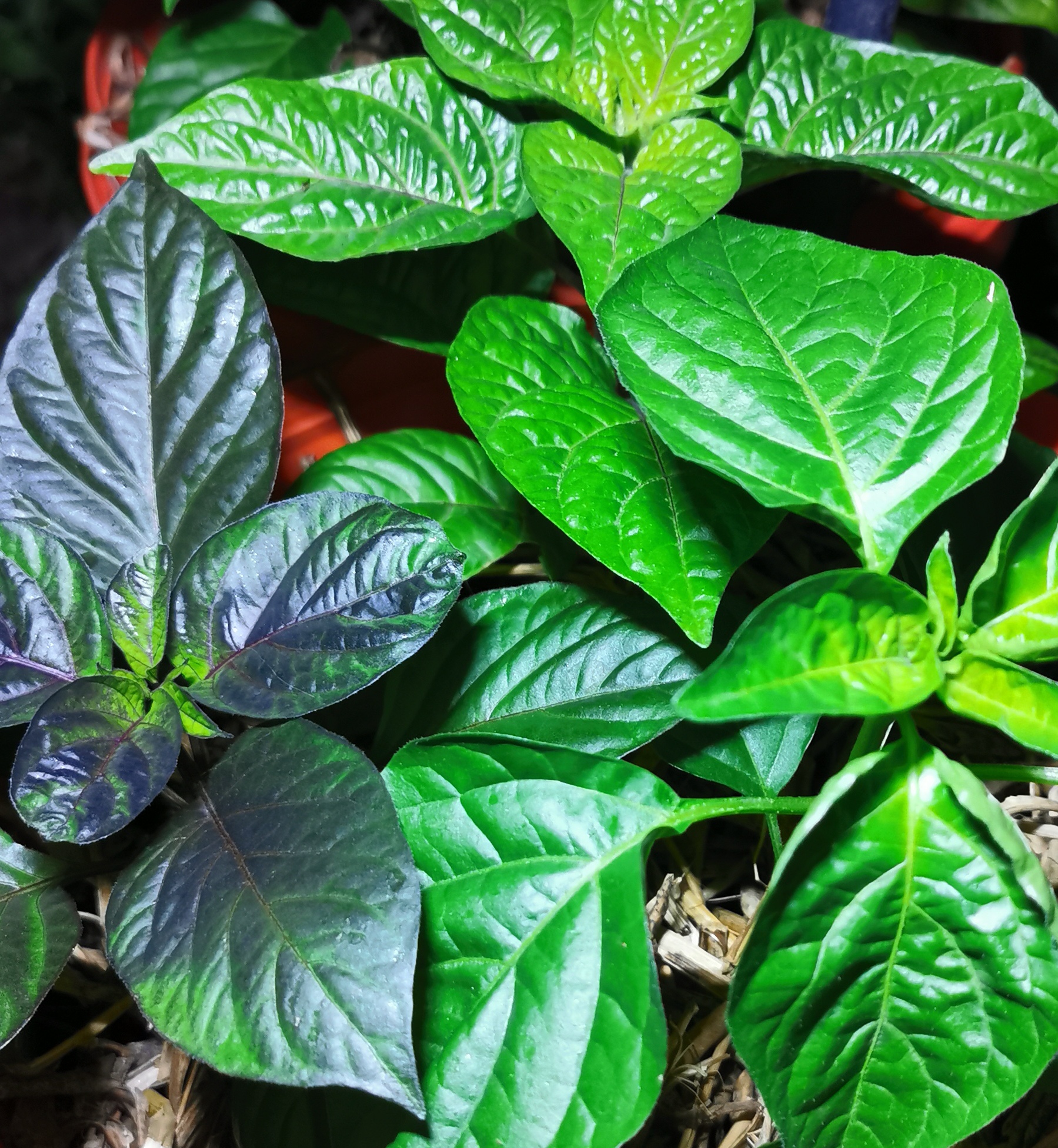 Chili - Aji/Uchu - Ich