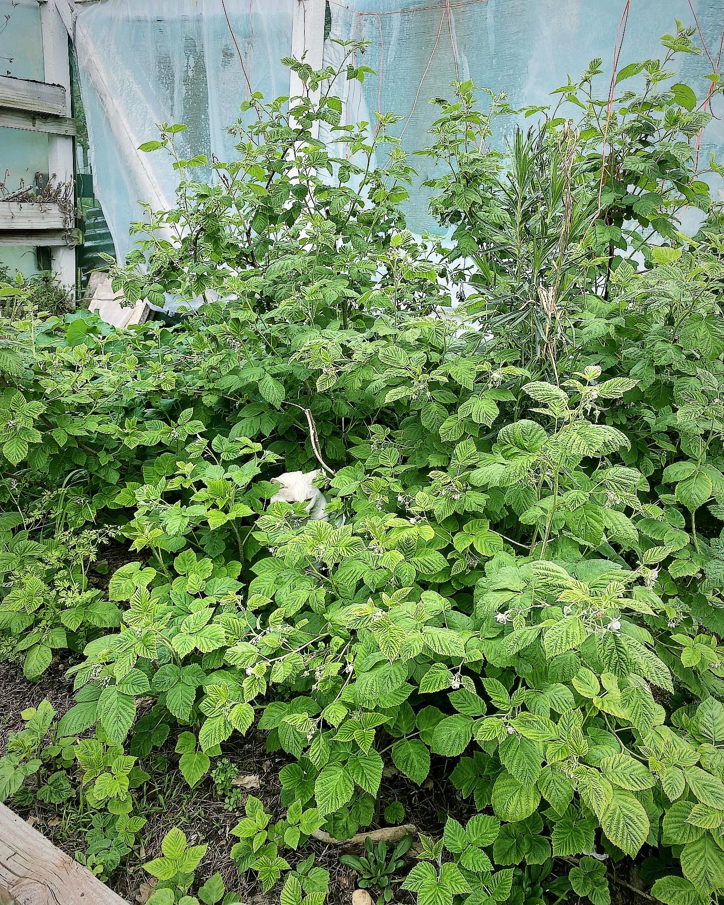 Gardening from the couch 