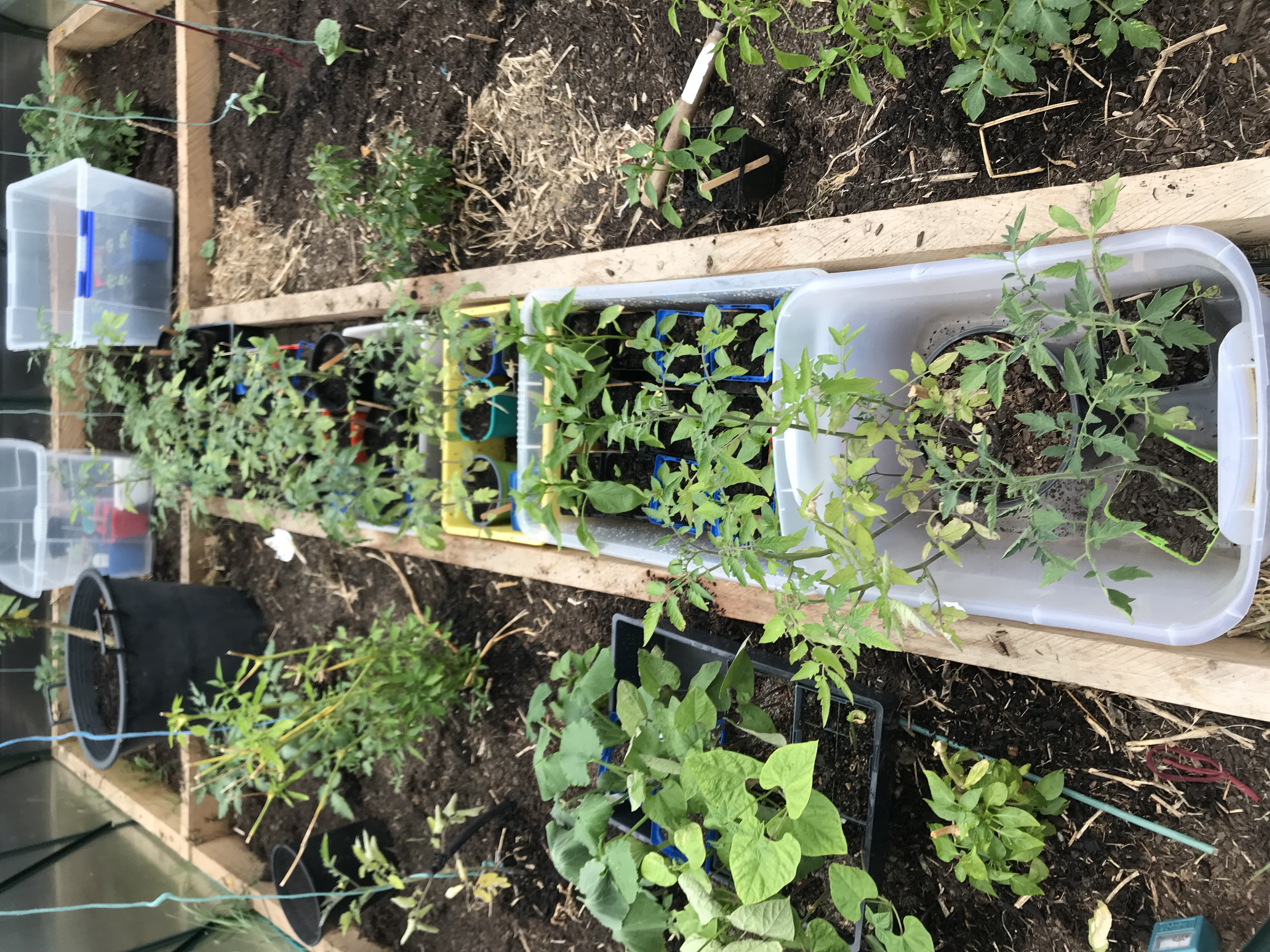 Emptying the greenhouse 