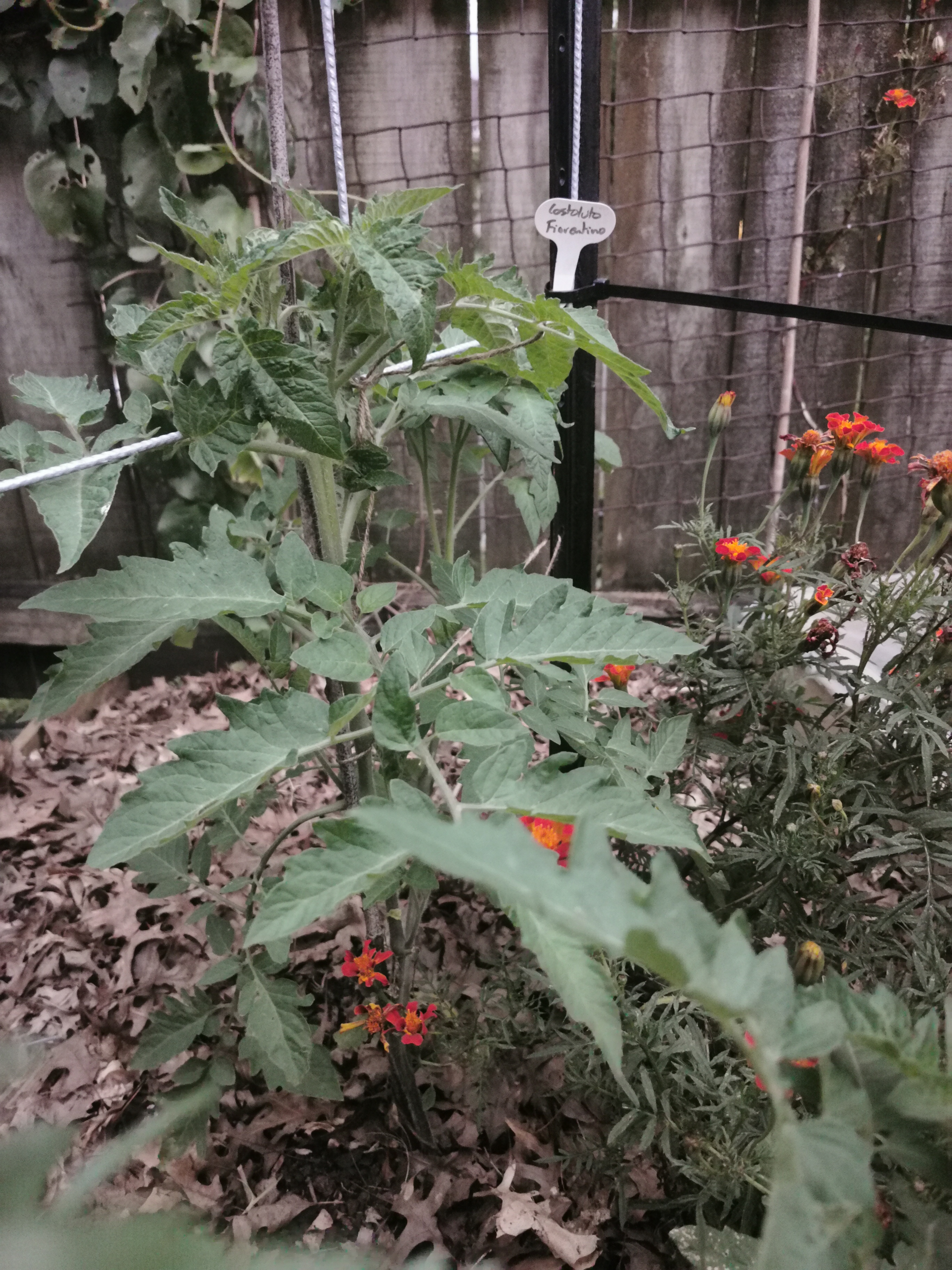  Tomato Costoluto Fiorentino